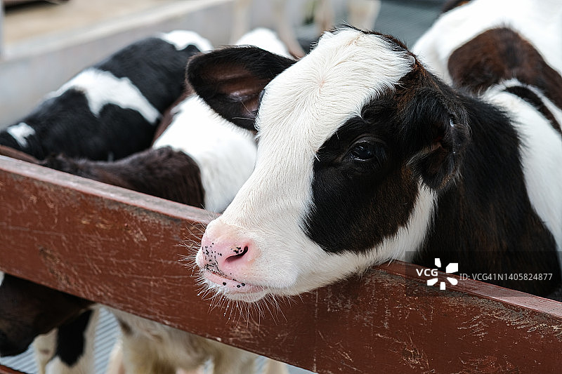 好奇的小母牛在绿草的背景下，可爱的小牛看着物体，奶牛站在牧场里，旁边是干草和其他小牛，奶牛宝宝在农场。图片素材