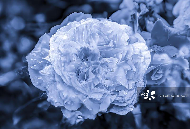 花创意，艺术照片，灌木玫瑰(Rosa)，花异化，植物，单色照片，单色，单色，uni，芳香，德国图片素材