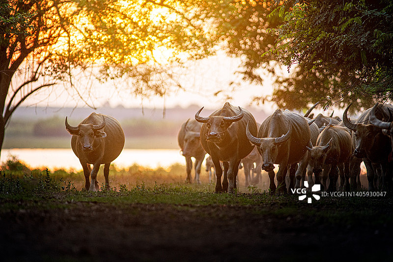泰国水牛走过田野，伴着夕阳回家。高动态范围成像图片素材