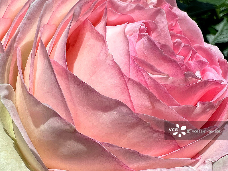 美丽的玫瑰盛开。玫瑰花头粉红色英国茶玫瑰花瓣。图片素材