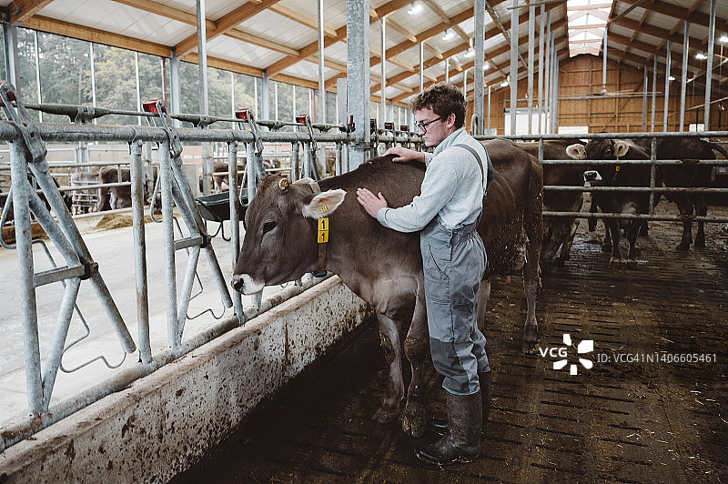 农场里的工人正在爱抚一头奶牛图片素材