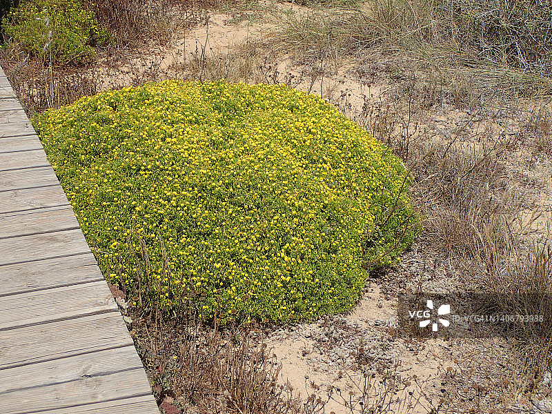 在葡萄牙阿尔加维卡拉帕特拉，有黄色花朵的野生植物丛图片素材