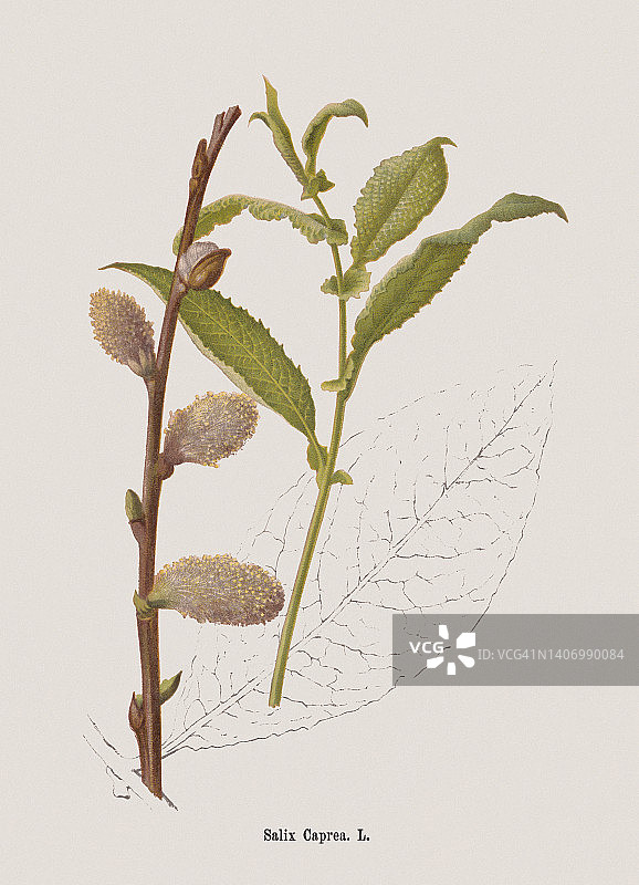 山羊柳(Salix caprea)，石印，1884年出版图片素材