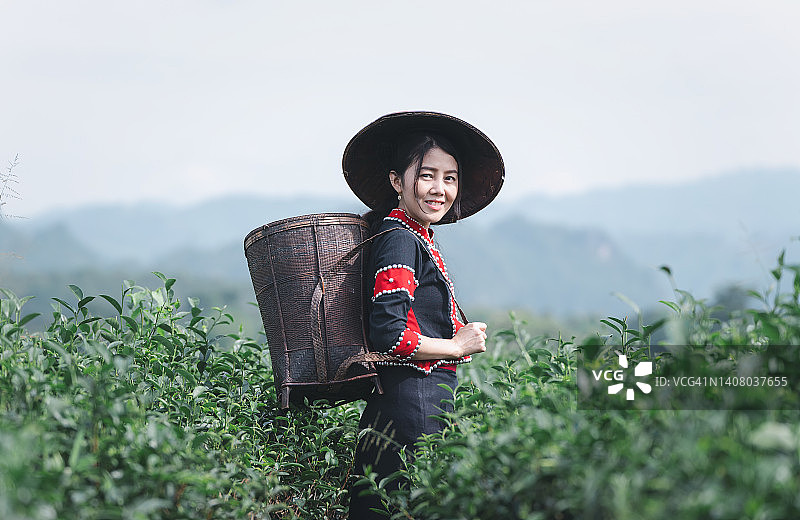 亚洲妇女在茶园收获新鲜茶叶。图片素材