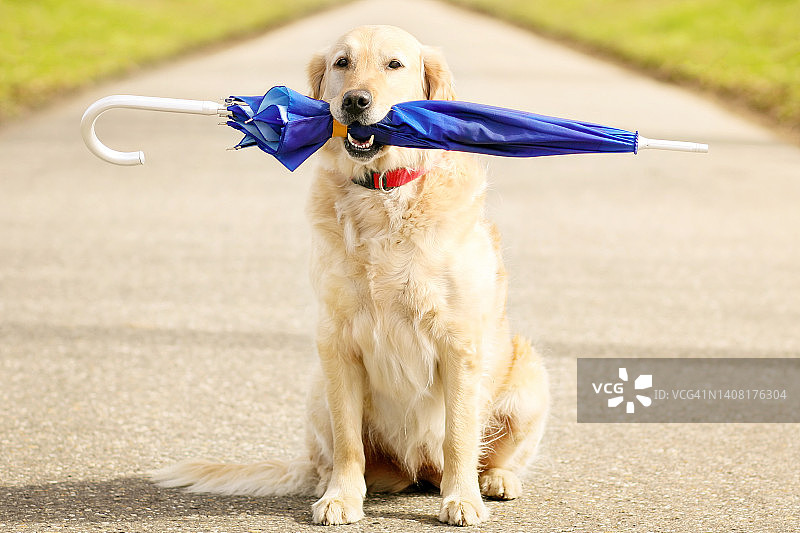 一只金毛猎犬捡起一把蓝色的伞图片素材