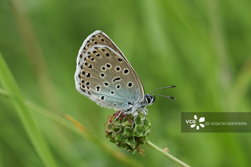 一只罕见的大蓝蝴蝶，大蓝蝴蝶，休息在草地上的植物。图片素材