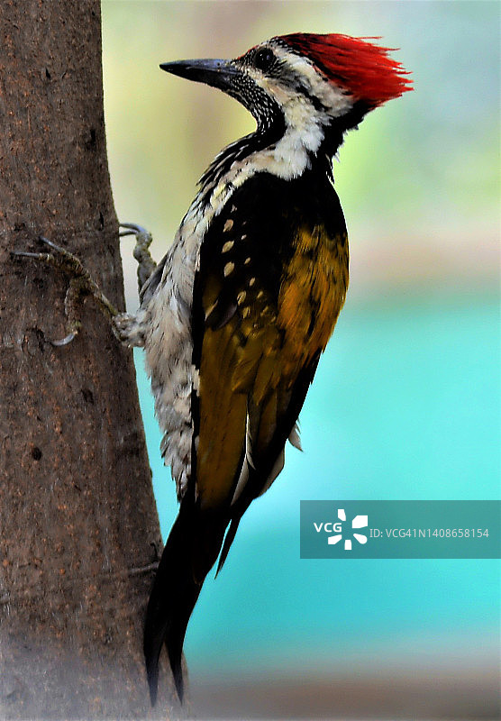 黑尾红背啄木鸟/小金背啄木鸟/栖息在树上图片素材