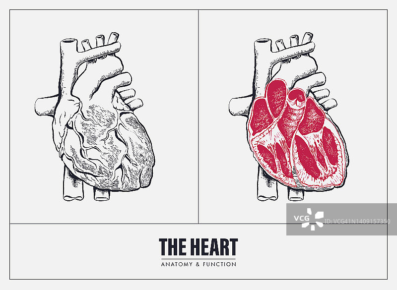 人类的心脏解剖图片素材