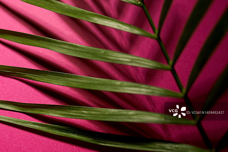 美丽明亮的彩色背景与棕榈或蕨叶。图片素材