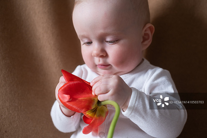 白人小女孩在棕色背景上玩一朵花。图片素材