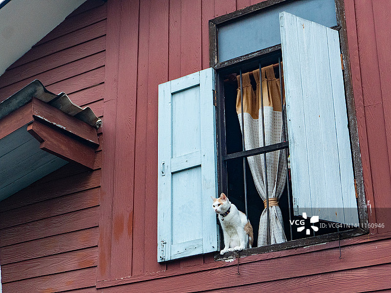 白猫坐在窗前图片素材