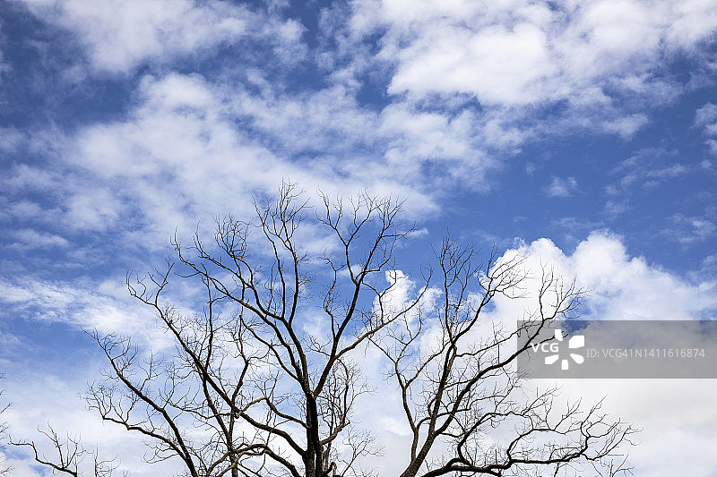 光秃秃的树枝映衬着云天图片素材
