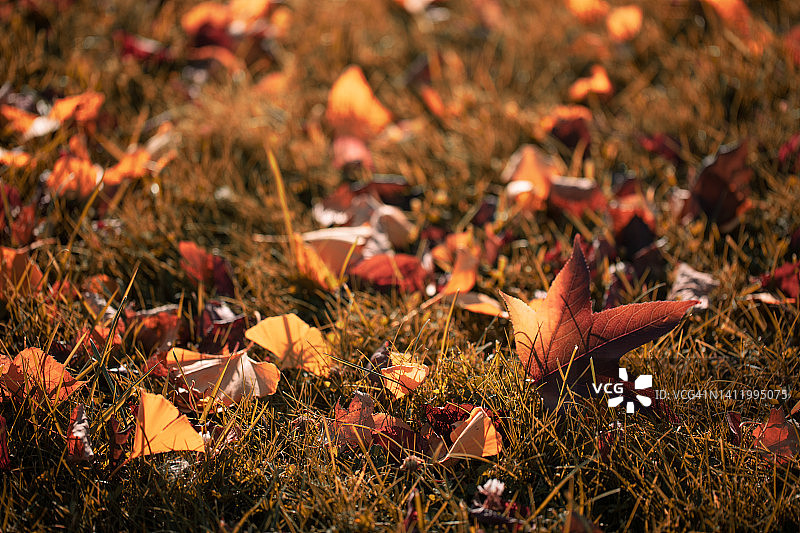 秋天的落叶。库存图片图片素材