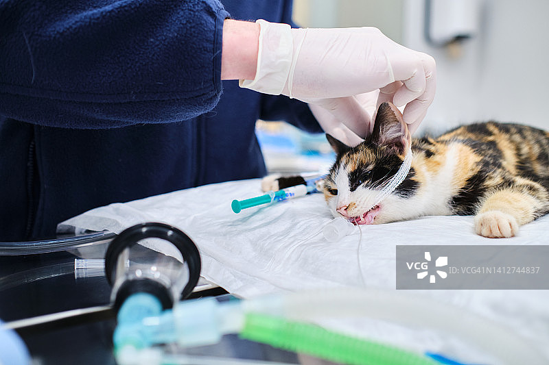 兽医通过嘴部插管协助麻醉猫进行辅助呼吸图片素材