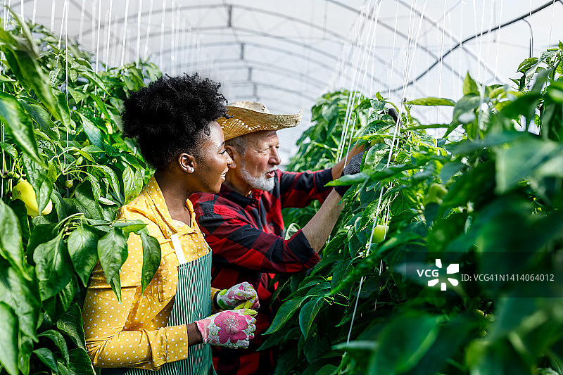 一名非洲妇女和她年长的同事在温室里收获辣椒的照片。图片素材