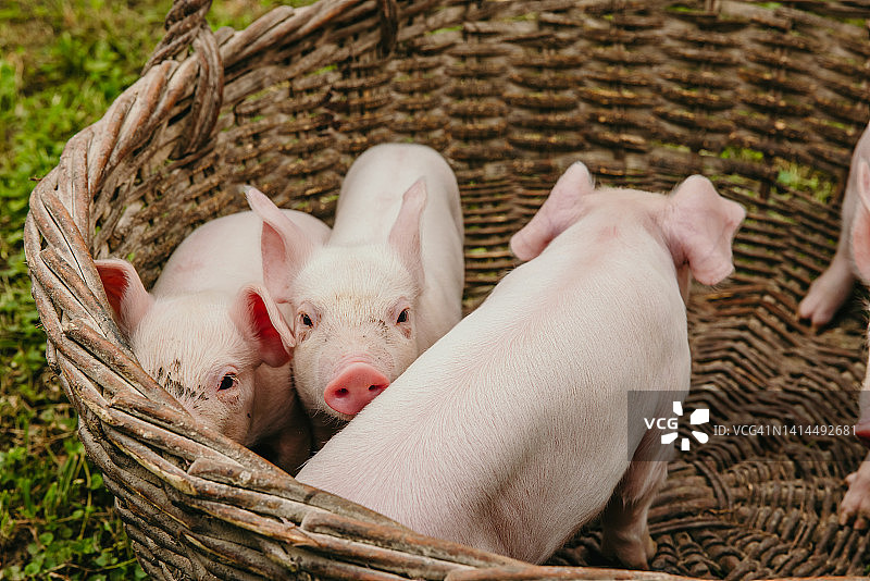 小猪仔站在农场的柳条篮里的高角度特写图片素材