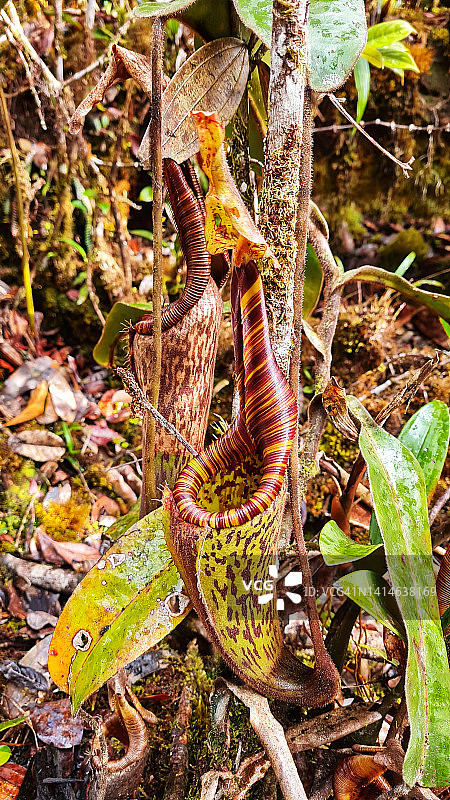 猪笼草猪笼草在马来西亚沙捞越的Murud山的峰顶小径上图片素材