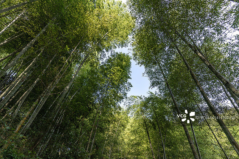 竹林中间的绿色树林图片素材
