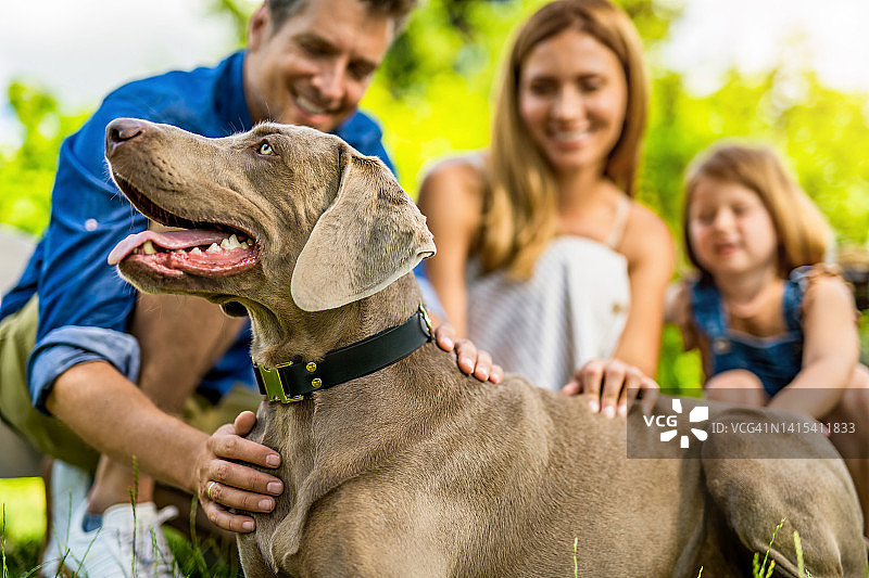 幸福的一家人和他们的狗狗在后院享受夏日。图片素材
