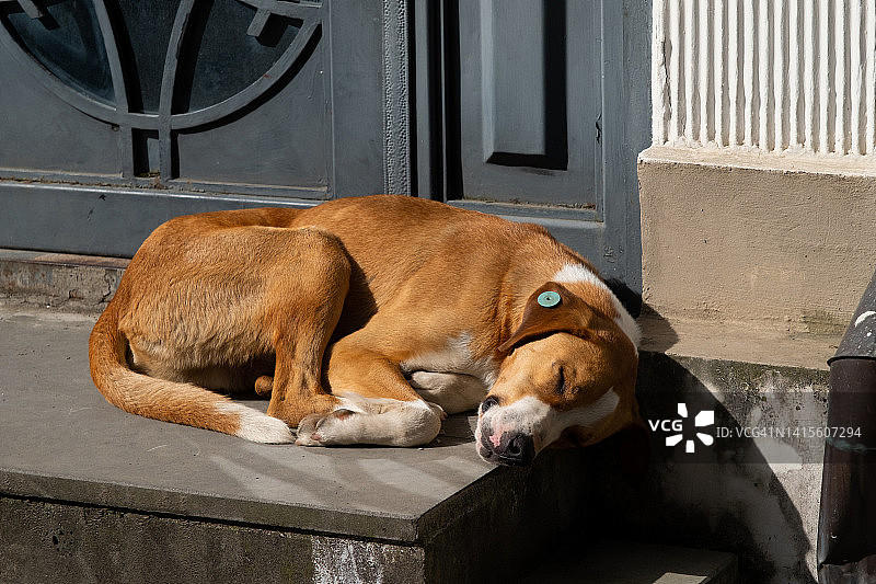 一只孤独的棕色大狗躺在门口的台阶上，爪子和口鼻都是白色的。一只被遗弃的狗的肖像。一只无家可归、经过消毒和接种疫苗的狗睡在大街上。图片素材