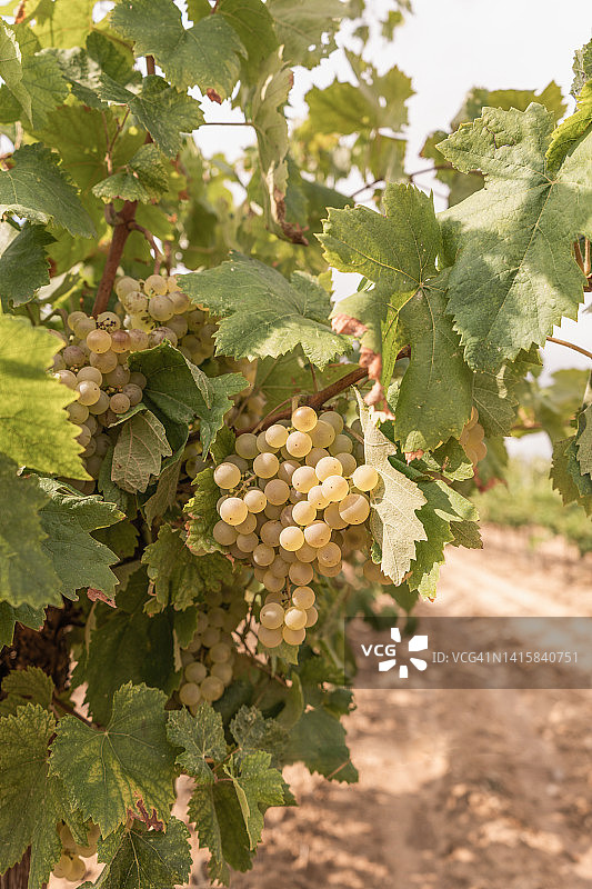 夏天白葡萄在葡萄园里生长。图片素材