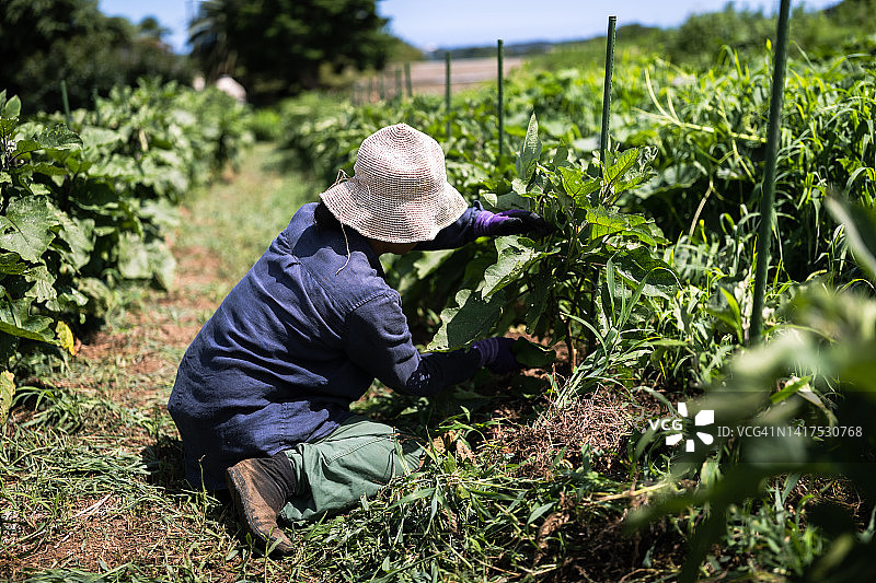 一位有机农场的女农民在炎热的夏天照料她的田地。图片素材