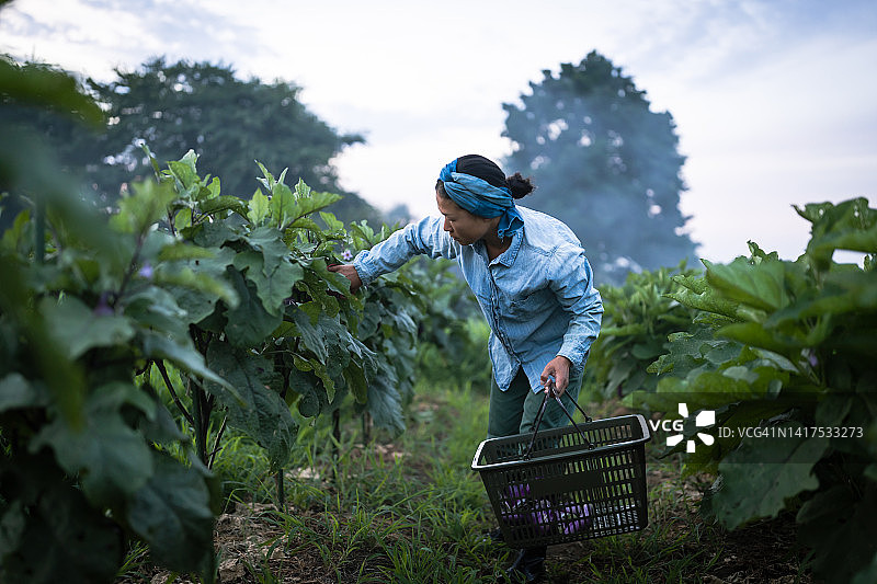 一个夏天的早晨，一位女性有机农民正在收割蔬菜，准备装运。图片素材