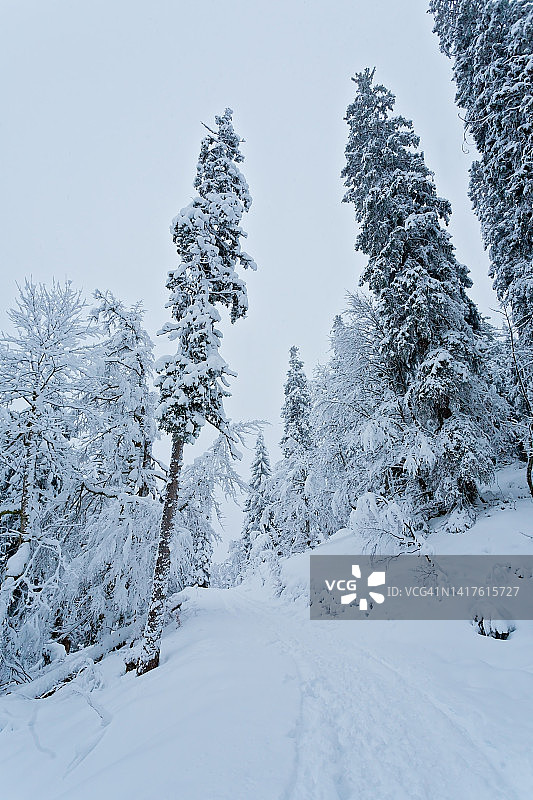 白雪覆盖的松树山上完全被雪覆盖，道路在冬季的森林图片素材