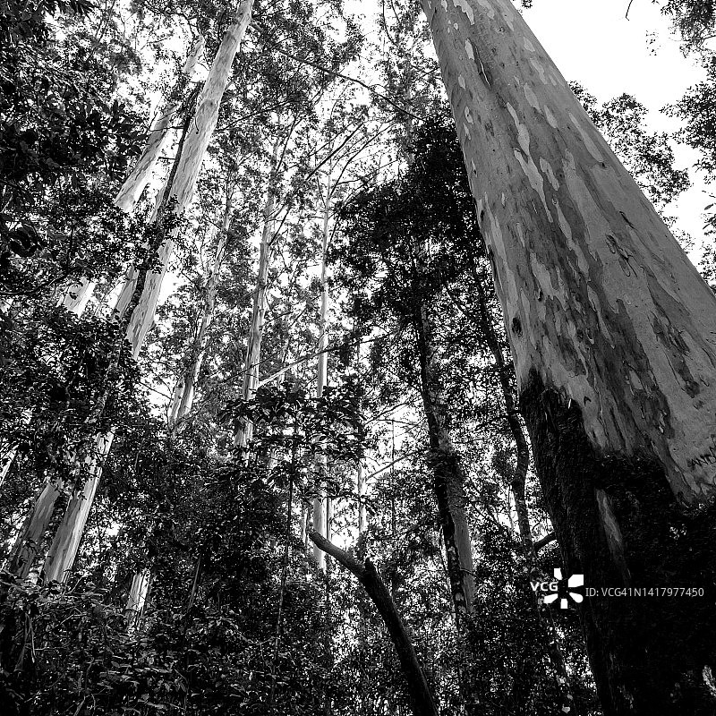 在南非Magoebaskloof的一个隐蔽的历史小树林里，仰望着高大的、被苔藓覆盖的悉尼蓝桉树。图片素材