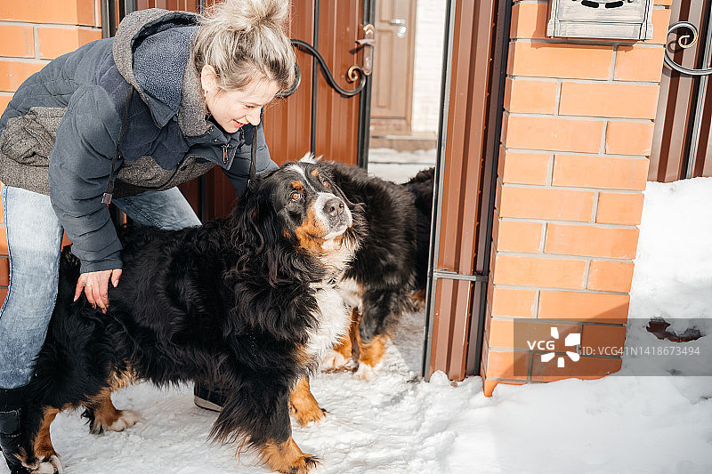 一个女人带着两只圣伯纳德犬站在房子门口图片素材