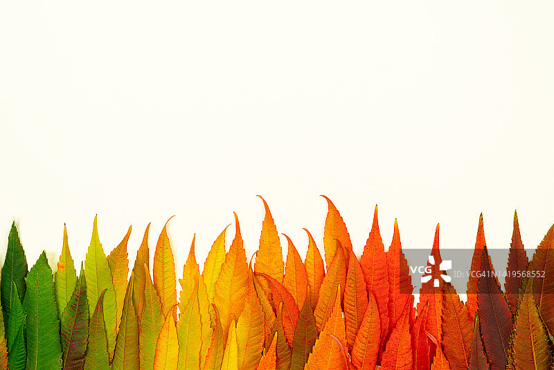 干燥的落叶与颜色梯度框架图片素材