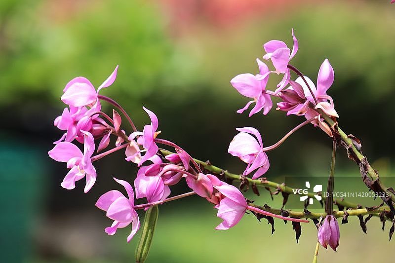 美丽的小紫色花与紫花露兜兰地面兰花(spthoglottis plicata)。图片素材