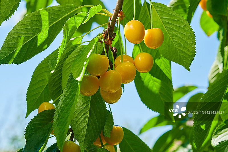 树上挂着成熟的黄樱桃图片素材