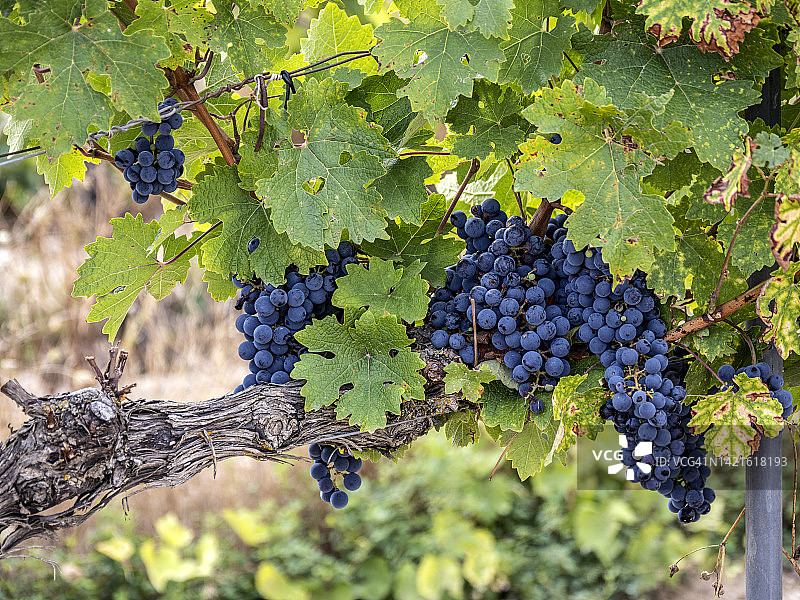 葡萄园在收获的季节，一串串红葡萄。图片素材