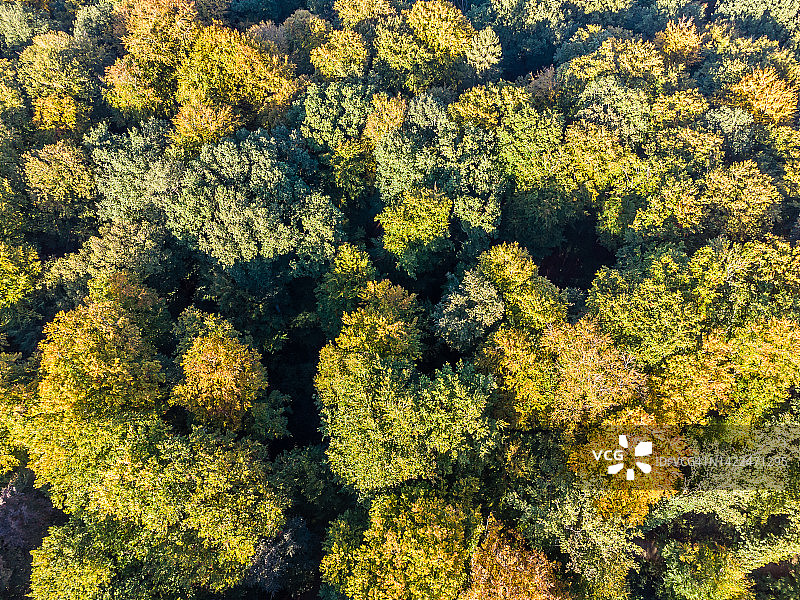 秋天山毛榉林的鸟瞰图图片素材