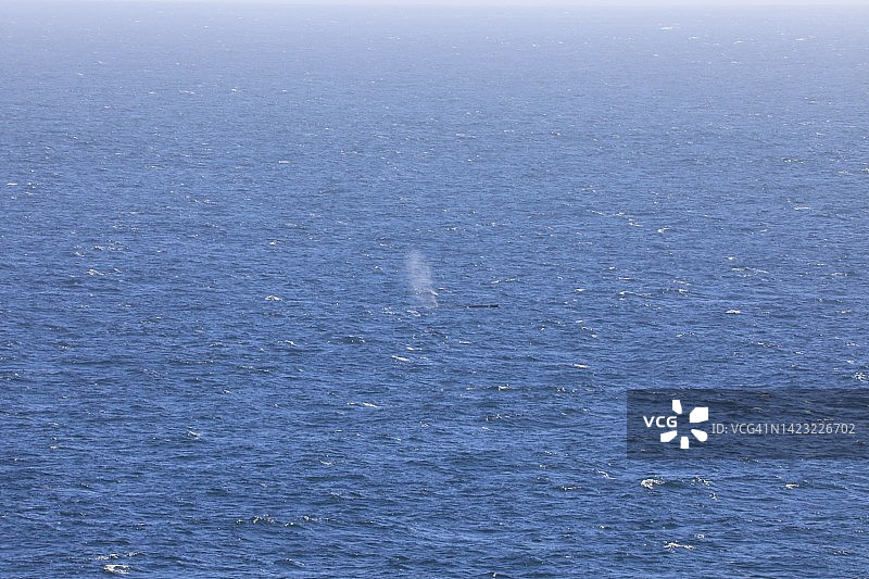 从浮出水面的鲸鱼的喷水孔喷出的水图片素材