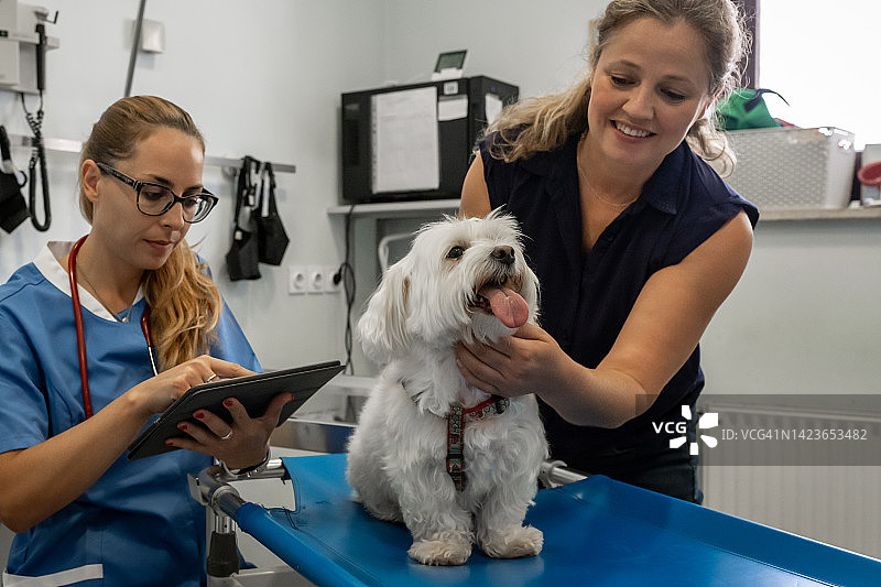 在兽医诊所，一只马耳他狗的主人在桌子上安慰她的宠物。图片素材