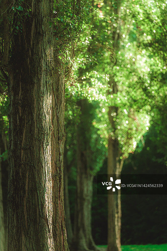 山毛榉林荫道上的绿叶在阳光下闪闪发光图片素材