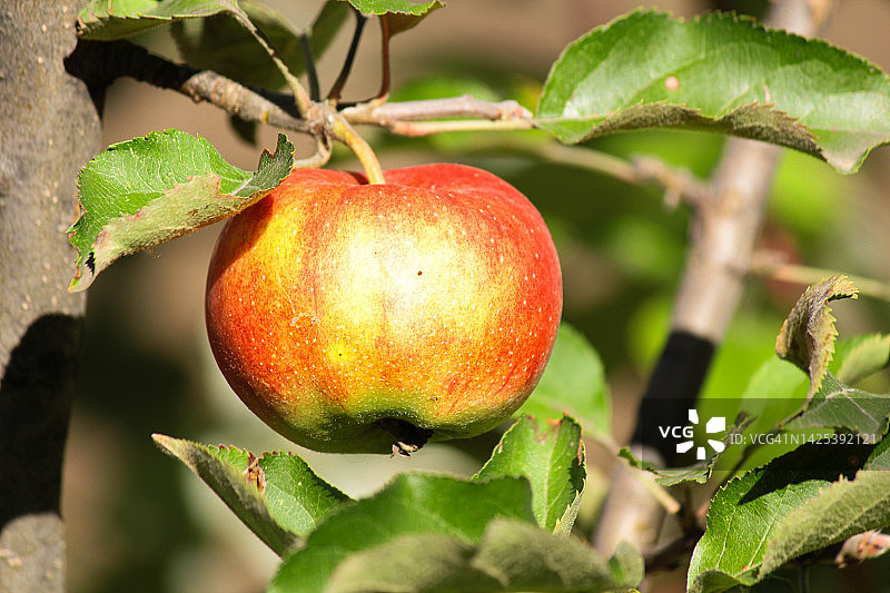 花园里的苹果树图片素材