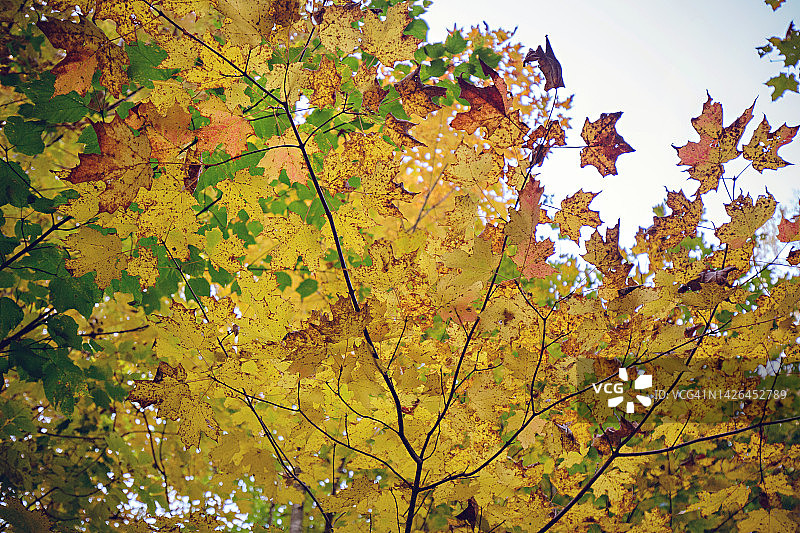 佛蒙特州的秋天树叶和小溪图片素材