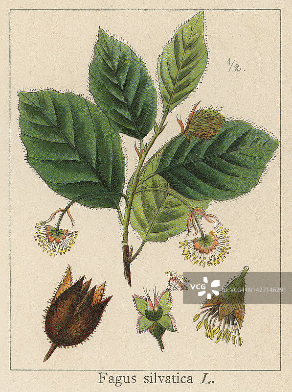 植物学，欧洲山毛榉(Fagus sylvatica)的旧彩色印刷插图图片素材