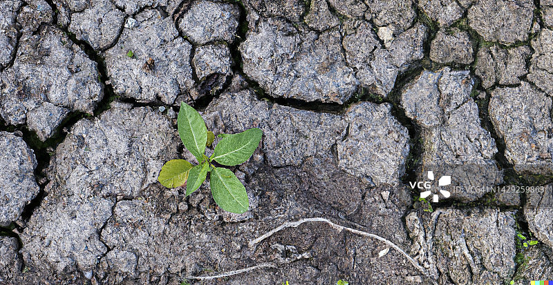 植物在干燥的地面发芽图片素材