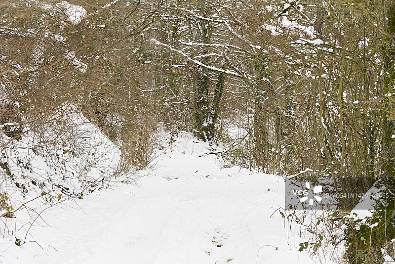 清晰的雪道，没有人在森林中间与雪在树顶图片素材