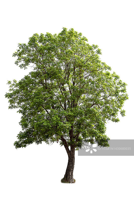 绿树孤立在白色上图片素材