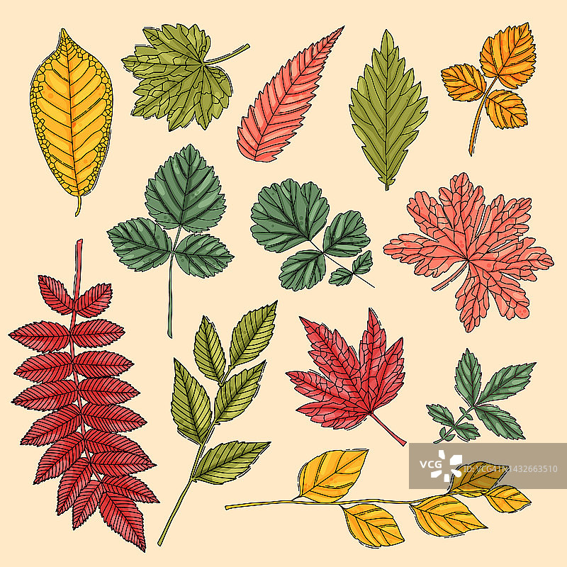 秋叶。彩色的树叶图片素材