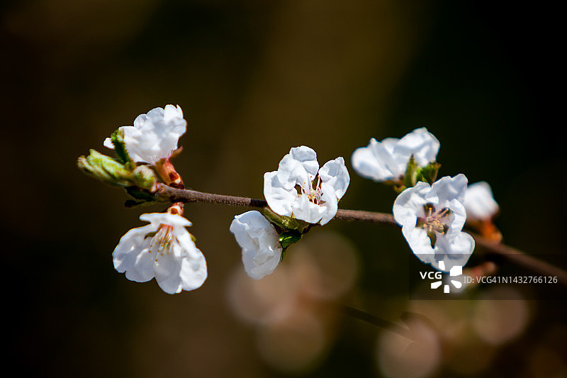 春天的樱花图片素材