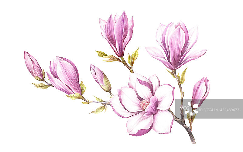 盛开的玉兰花枝的形象。水彩插图。图片素材
