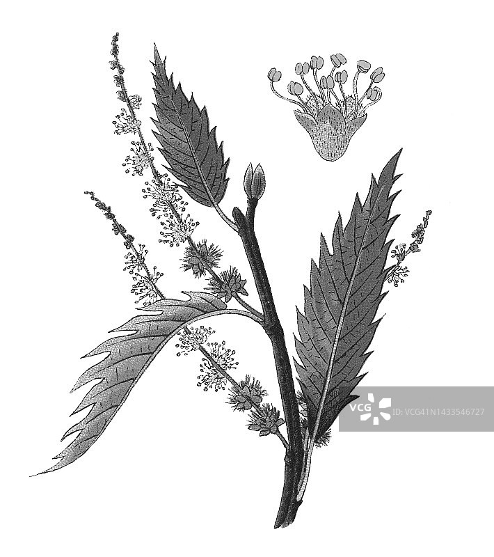 植物学、甜板栗、西班牙板栗(Castanea sativa或Castanea vulgaris)的旧彩色印刷插图图片素材