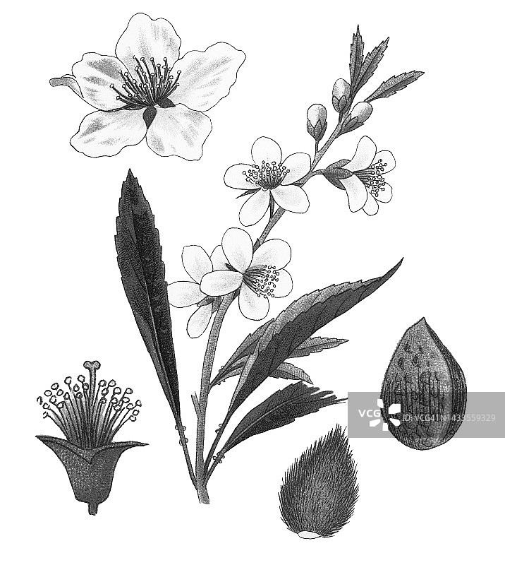 古老的植物学，杏仁(Prunus amygdalus, syn. Prunus dulcis)的彩色印刷插图图片素材