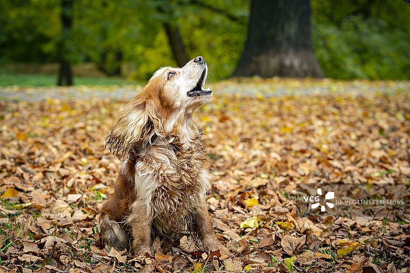 英国可卡犬在落叶的背景下图片素材